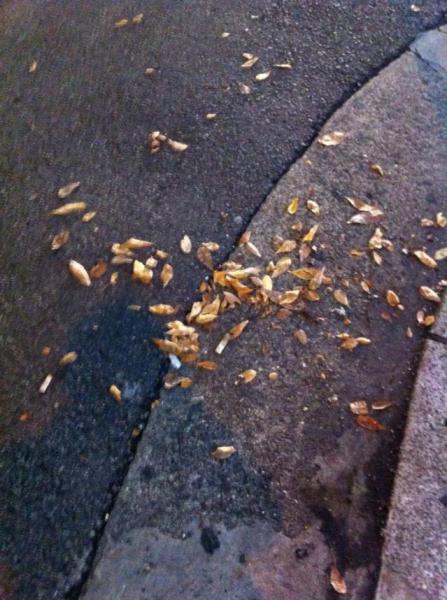 木曜夜　11月2回目の定例おそうじ画像