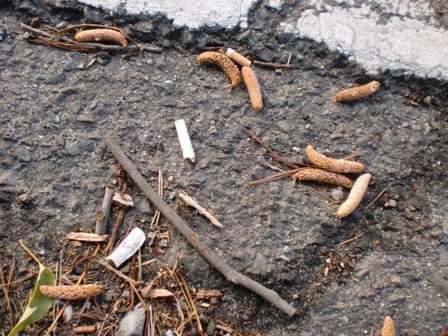 １２/４（水）朝そうじ＠佐賀城周辺画像