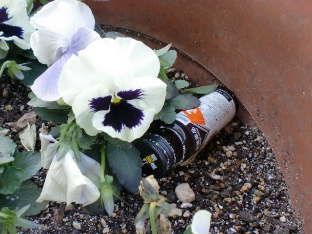 ２/５（水）朝そうじ＠佐賀城本丸周辺画像