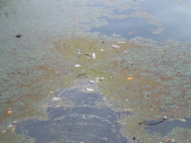 ６/４（水）朝そうじ＠佐賀城本丸歴史館周辺画像