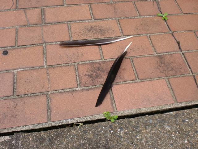 ７/２（水）朝そうじ＠佐賀城本丸画像