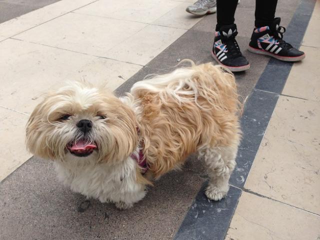 ワンコとお掃除画像