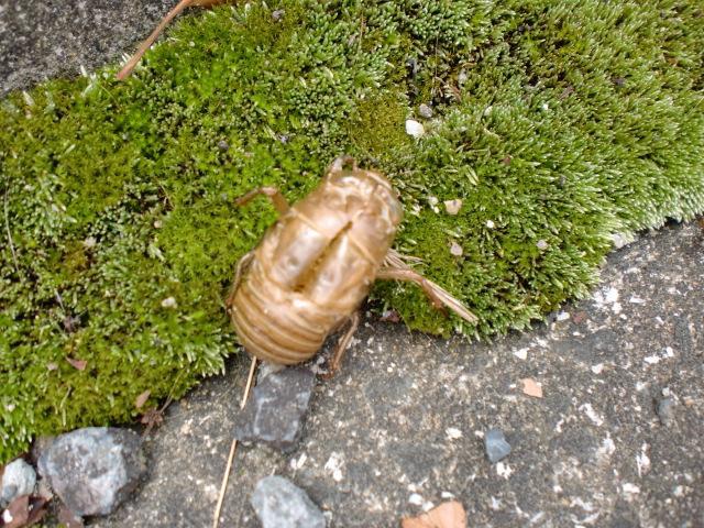 ７/２７（日）日曜そうじ＠佐賀市どん３の森画像