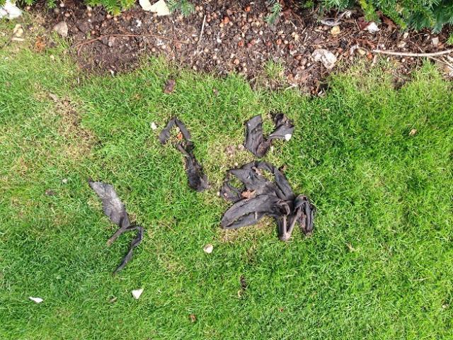 いつもお世話になっております画像