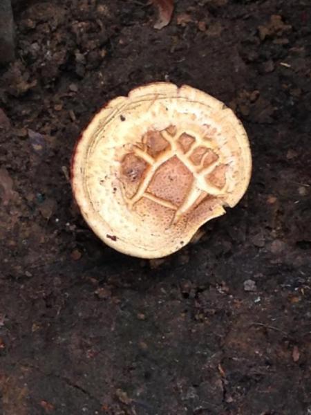 雨のち晴れ、で、キノコ！画像