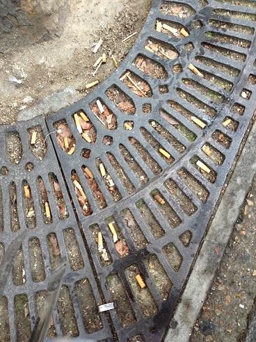 雨のち晴れ、で、キノコ！画像