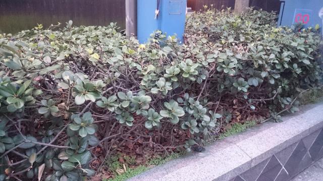 北新地チーム11月1回目(第2土曜)、定例おそうじ行いました！画像