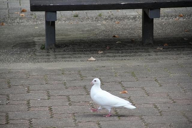 丘の上は静かだなあ。画像