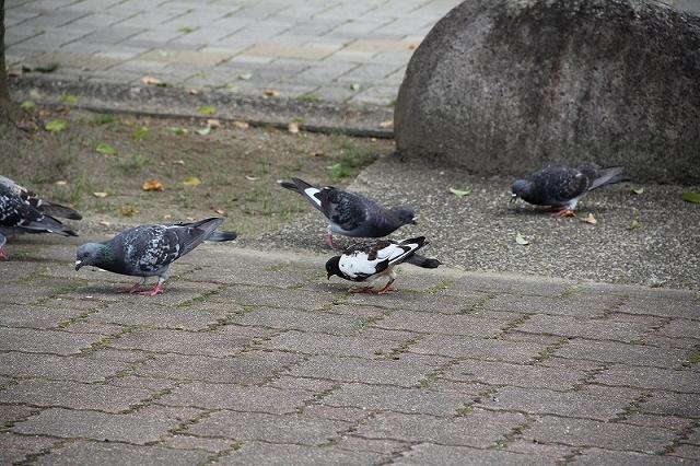 丘の上は静かだなあ。画像