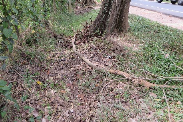 乾季になって歓喜！心の中を換気するのを喚起！画像