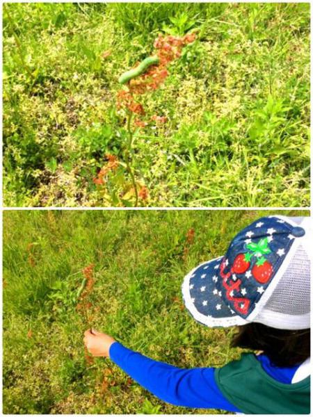 初夏のおさんぽ画像