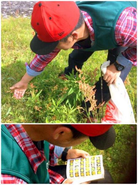 初夏のおさんぽ画像