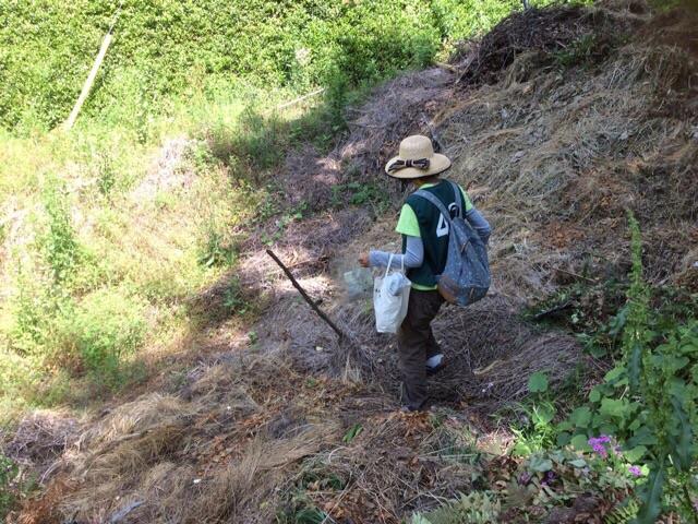 拾う&rarr;植える！画像