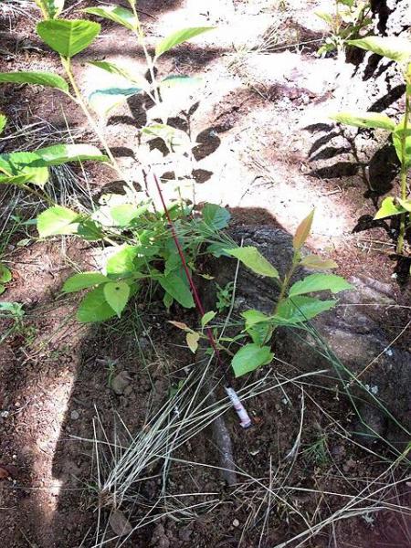 拾う&rarr;植える！画像