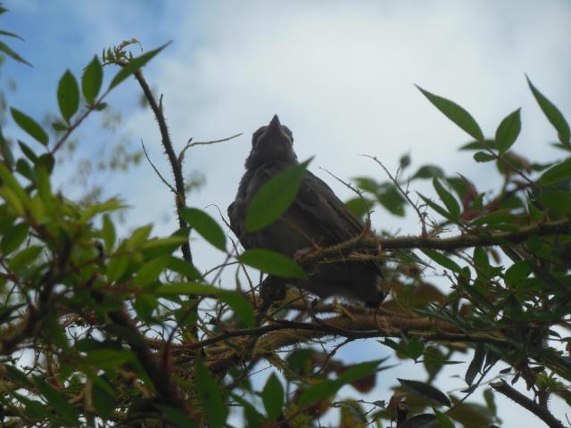 定例は。涼しくて素敵。画像