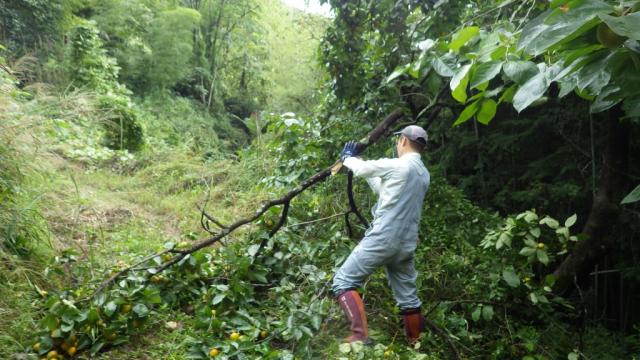 七色百田　その1画像