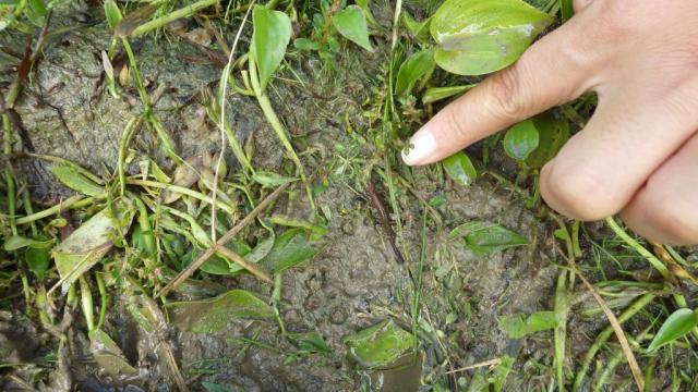 七色百田　その1画像