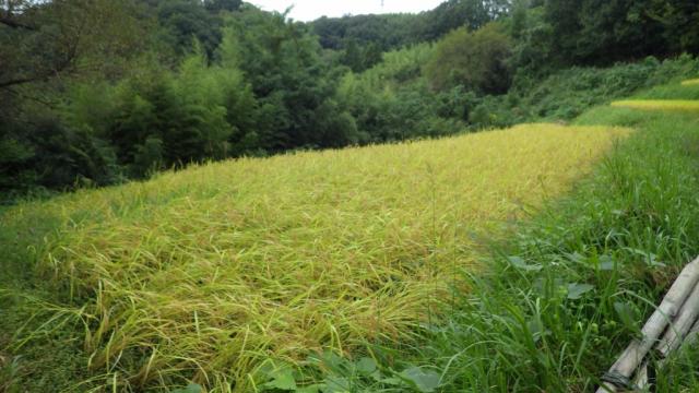 七色百田　その1画像