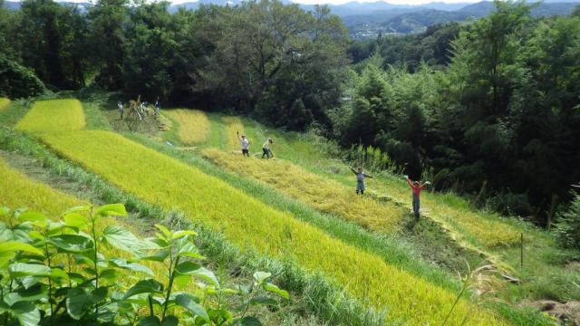 七色百田　その1画像