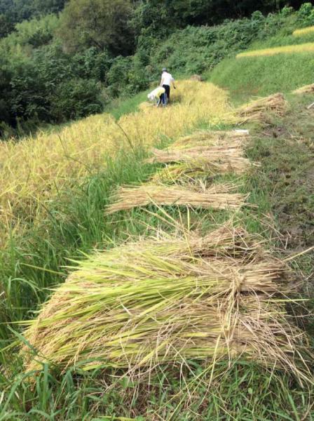 七色百田 その2画像