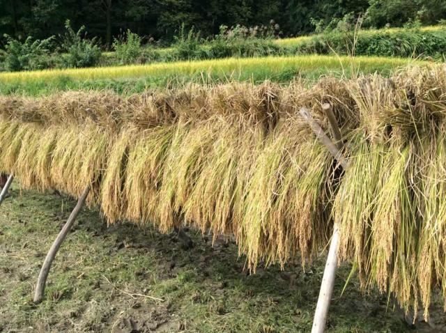 七色百田 その2画像