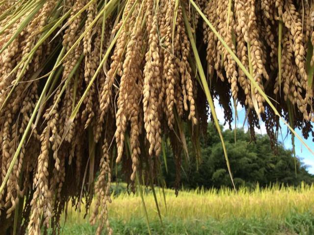 七色百田 その2画像