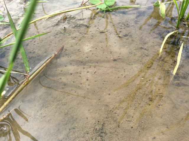 拾う。草を拾う。画像