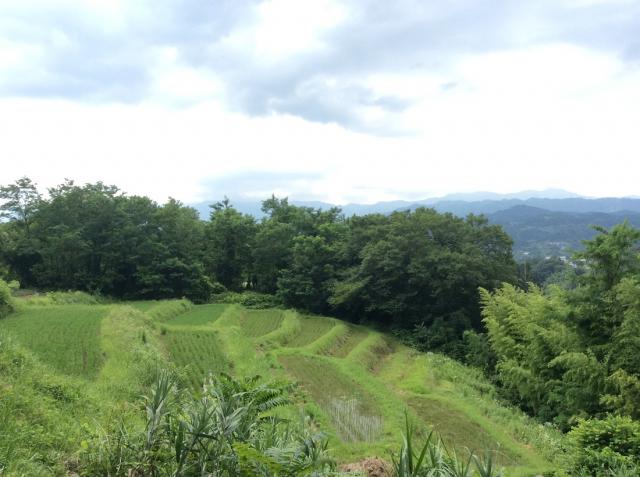 拾う。草を拾う。画像