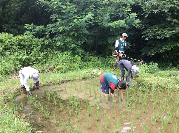 拾う。草を拾う。画像