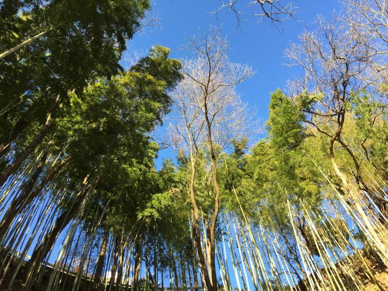 鵞流狭バード画像