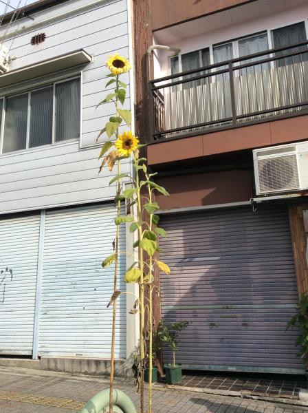 お久しぶり＊画像