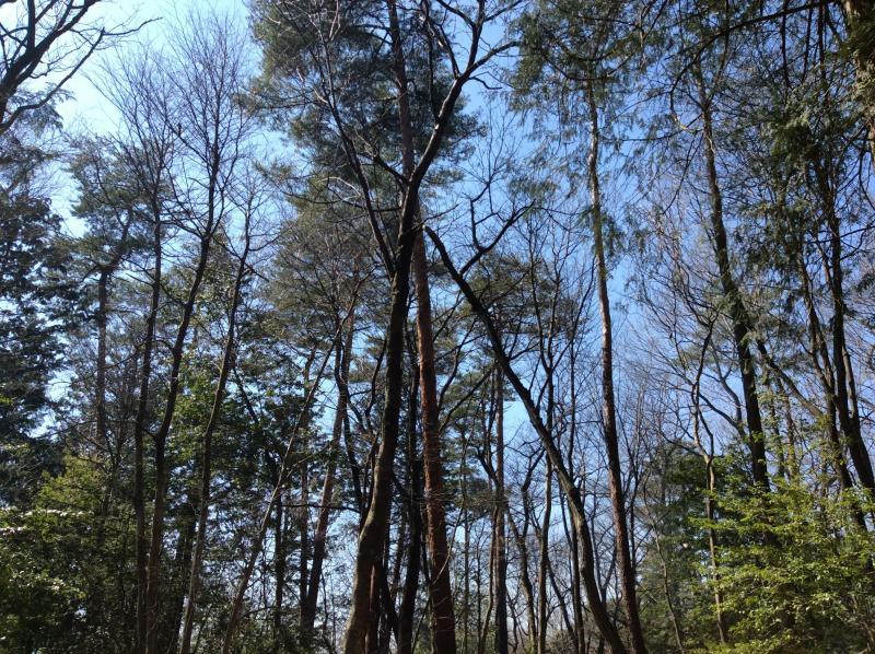 お花見にむけて★画像