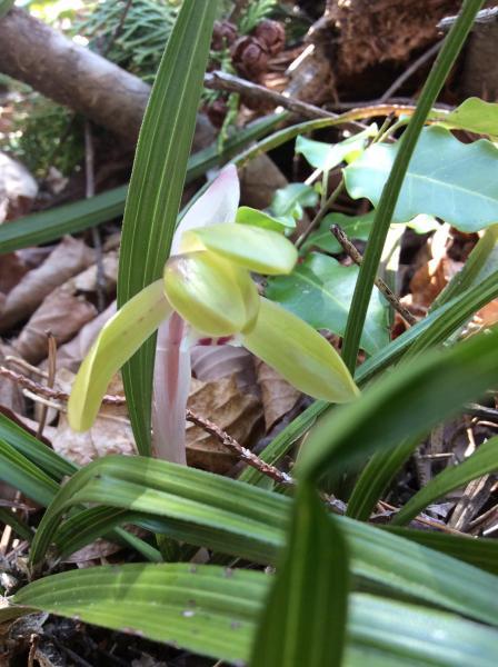 お花見にむけて★画像