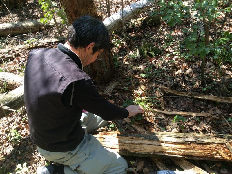 お花見にむけて★画像