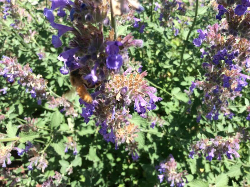 意外にも。。画像