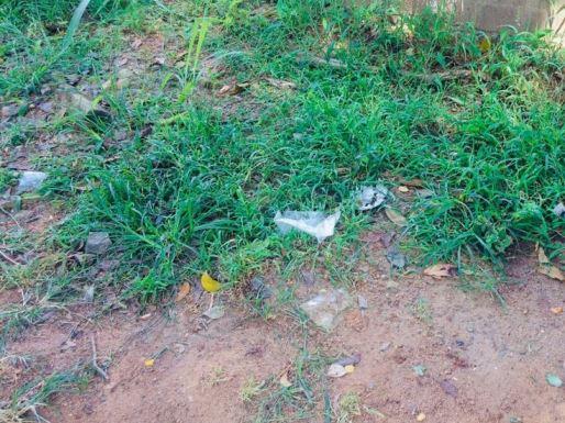 ワンマン・オペレーション　　グリンバード６月の報告