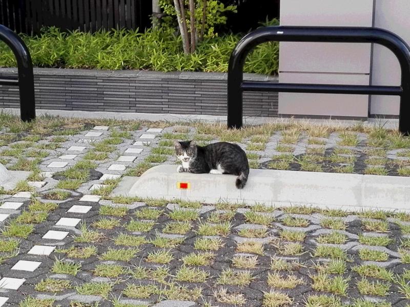 早朝。バード画像