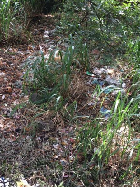 エレファント・ロック・ベースでのゴミ拾い活動画像