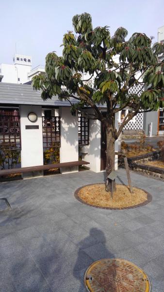 お久しぶりの丘の上グリーンバード画像