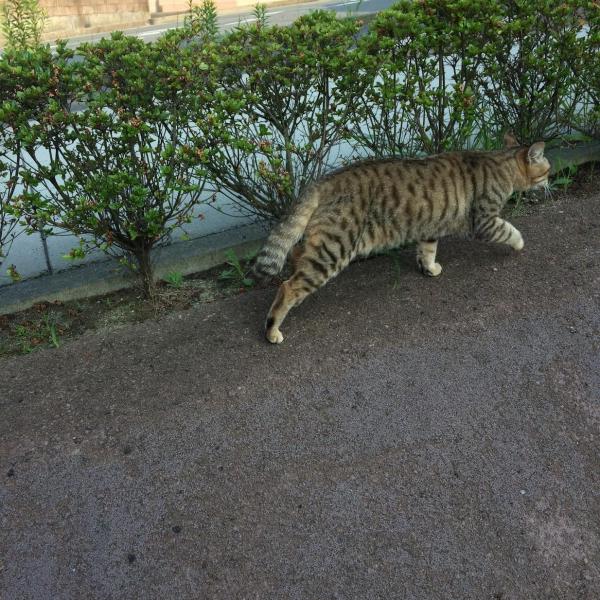 大津町のマンホールはこんな感じ画像