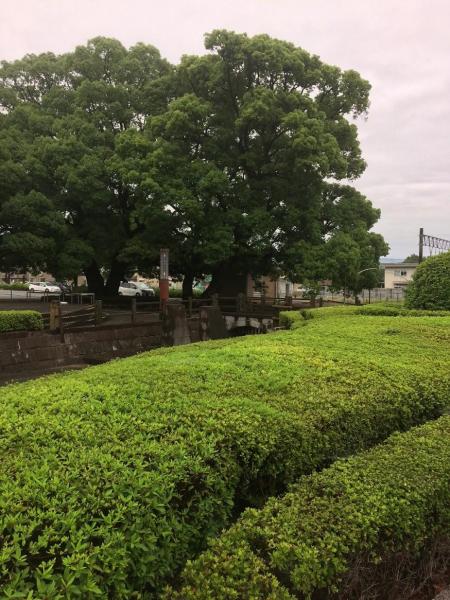 ツツジが終わり緑が増えてきました画像