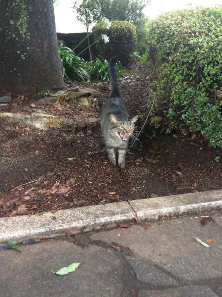 ツツジが終わり緑が増えてきました画像