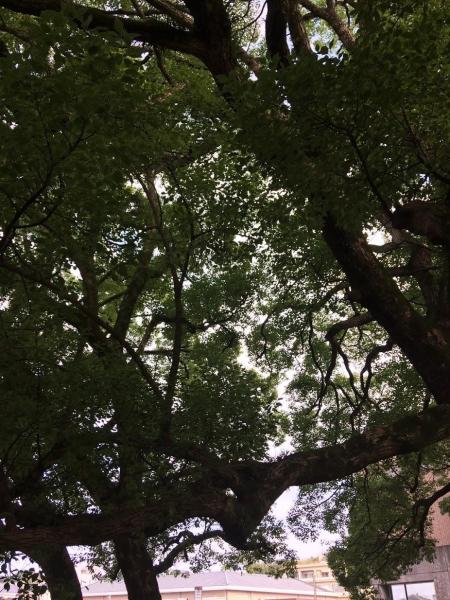 雨中止を挟んでようやく。。。画像