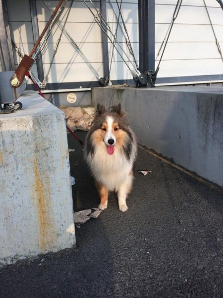 犬猫！かわいい画像