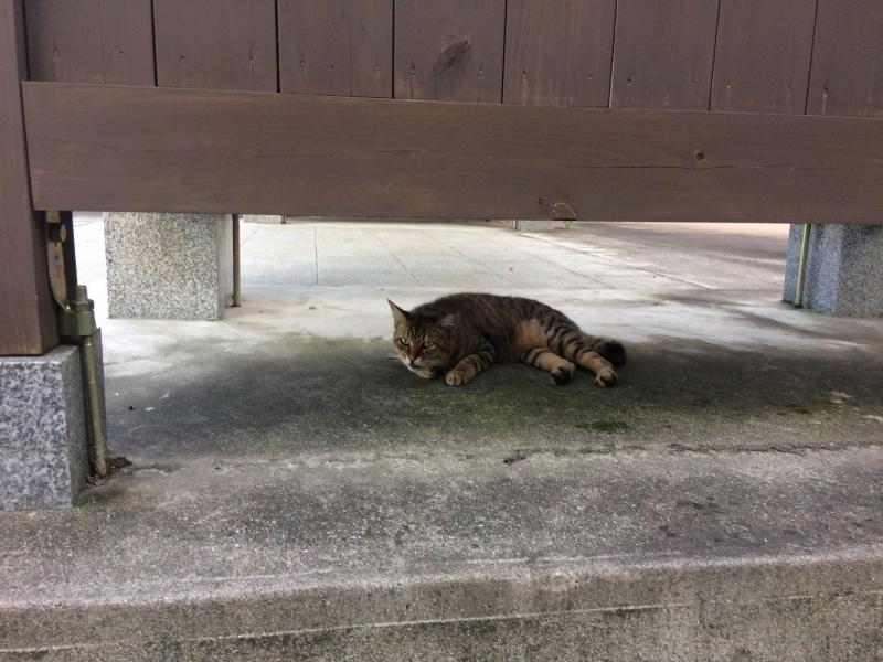 犬猫！かわいい画像