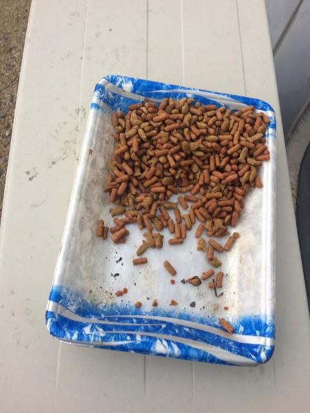 大津のシンボルどうなるかな画像