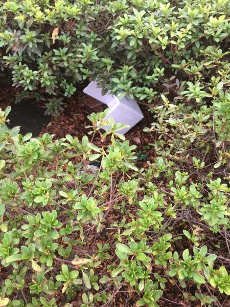 楽しいお掃除一人でしたが画像