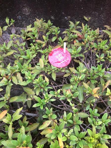 楽しいお掃除一人でしたが画像