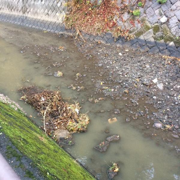 念願の！！！川底掃除！画像