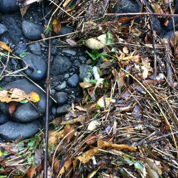 念願の！！！川底掃除！画像